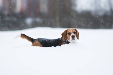Kışın bir Beagle köpek Portresi, bulutlu gün, sno düşen