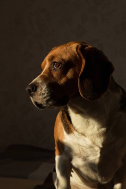 Köpek yatağında oturan bir köpeğin portresi