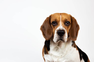 Beyaz arka planda güzel Beagle köpek. Stüdyoda poz verme