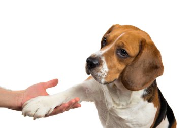 Komik sevimli köpek beyaz izole. Kenara bakmak