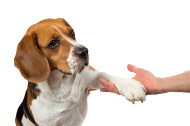 Komik sevimli köpek beyaz izole. Kenara bakmak