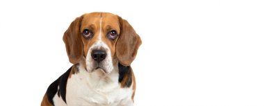 Beyaz arka planda güzel Beagle köpek. Stüdyoda poz verme