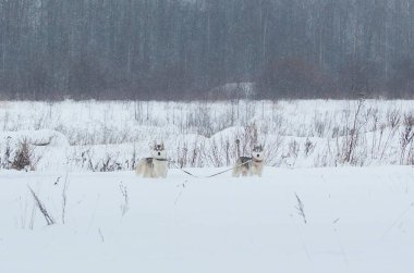 Sibirya Husky köpekleri kış lık bir geçmişe sahip. Karda duran iki muhteşem husky köpek.