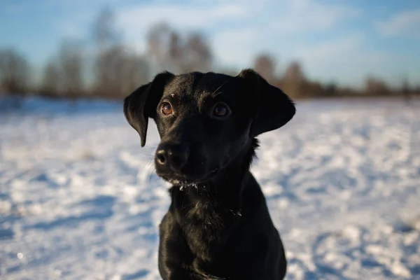 Портрет красивой маленькой черной собаки, смотрящей вперед, сидящей на солнечном лугу — стоковое фото