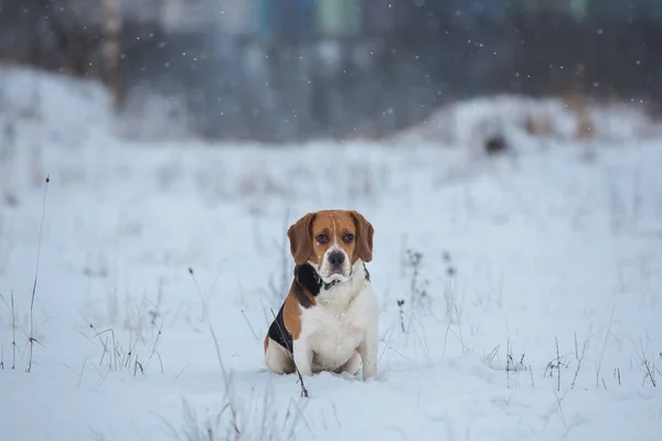 Porträt eines Beagle-Hundes im Winter, bewölkter Tag — Stockfoto