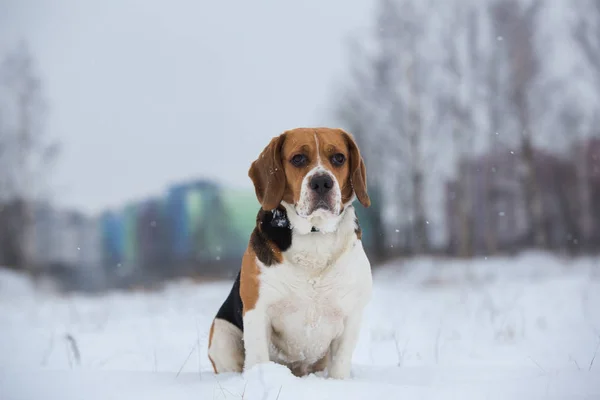Портрет собаки Бігль взимку, похмурий день — стокове фото