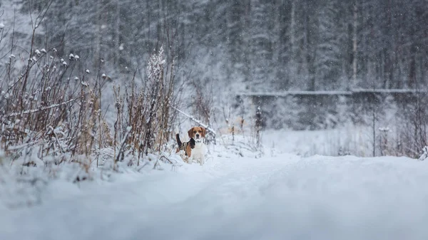 Kışın bir Beagle köpek portresi, bulutlu gün — Stok fotoğraf