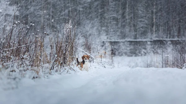 Ritratto di cane Beagle in inverno, giorno nuvoloso — Foto Stock