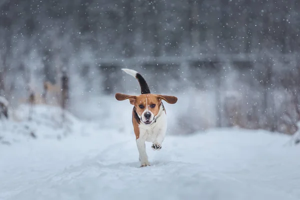 Câine Beagle fericit alergând pe teren în timpul iernii — Fotografie, imagine de stoc