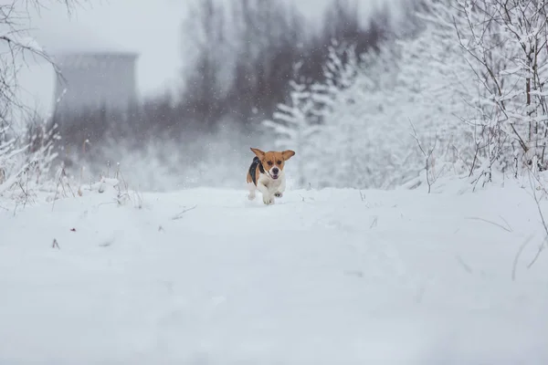 Feliz perro beagle corriendo en el campo en invierno —  Fotos de Stock