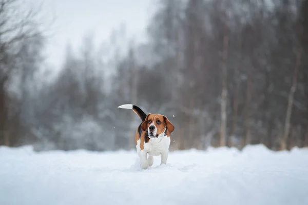 Razza di cane Beagle che cammina nella foresta invernale — Foto Stock