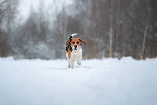 Ritratto di cane Beagle in inverno, giorno nuvoloso — Foto Stock