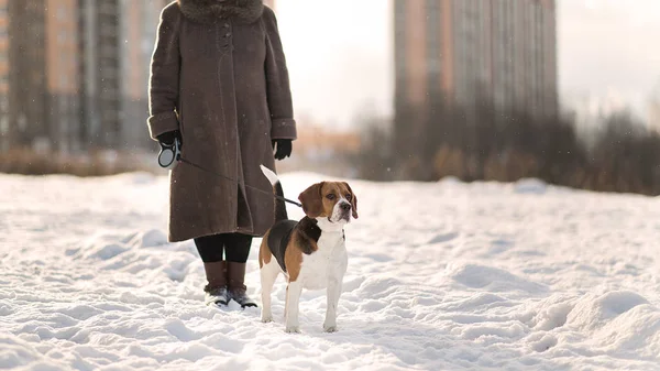 Femme joyeuse marchant avec un chien sur une prairie en hiver — Photo