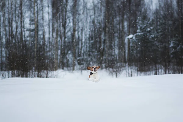 Porträt eines Beagle-Hundes im Winter. Schnee fällt — Stockfoto