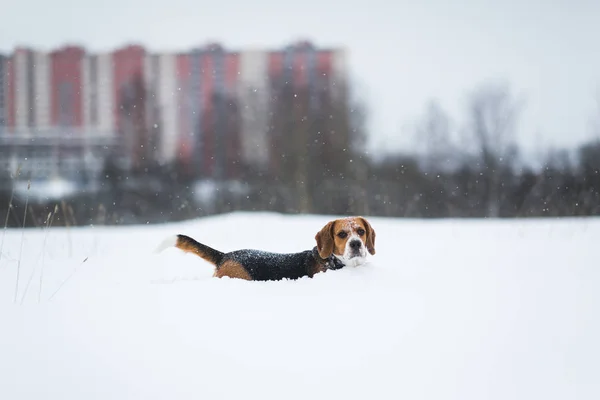 Портрет собаки Бигла зимой, облачный день, сопли падают — стоковое фото