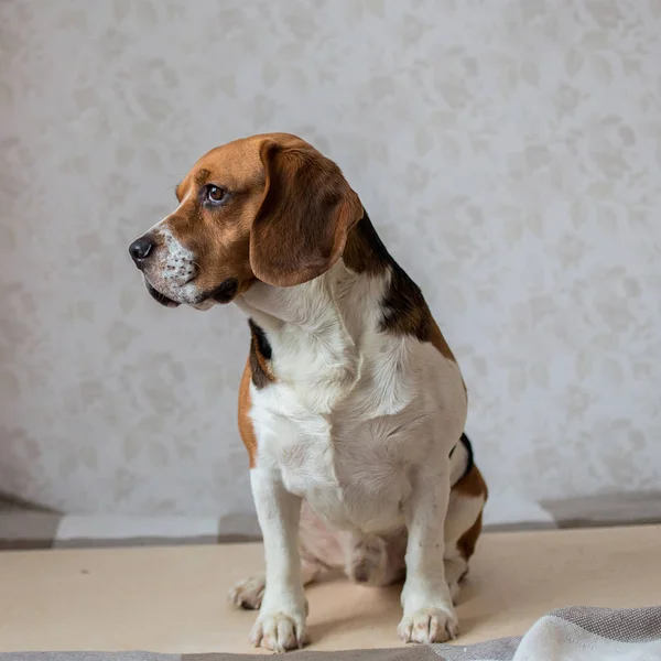 Retrato de un perro sentado en una cama de perro — Foto de Stock