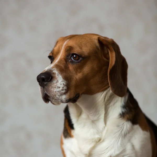 Портрет собаки, сидящей на собачьей кровати — стоковое фото