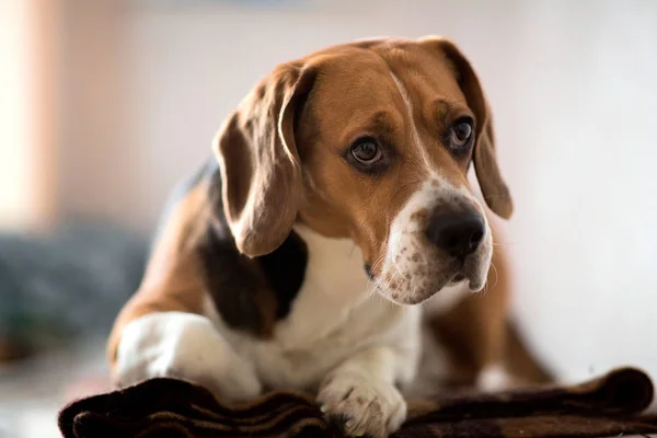 Портрет собаки, сидящей на собачьей кровати — стоковое фото