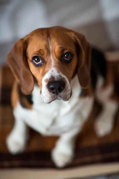 Porträt eines Hundes, der auf einem Hundebett sitzt — Stockfoto
