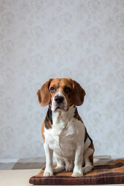 Retrato de un perro sentado en una cama de perro — Foto de Stock