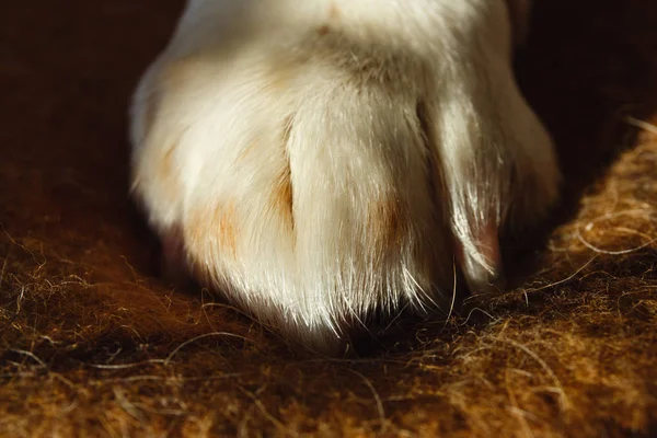 Close up image of a paw of dog on a plaid. Resting dog's paw