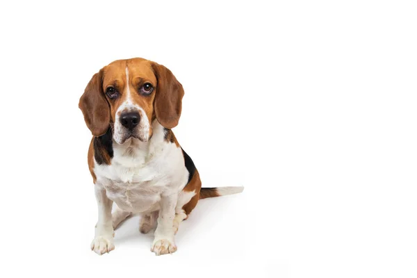Bonito cão Beagle no fundo branco. Posando no estúdio — Fotografia de Stock