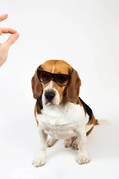 Bonito cão Beagle no fundo branco. Posando no estúdio — Fotografia de Stock