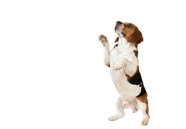 Vacker Beagle hund på vit bakgrund. Poserar på Studio — Stockfoto