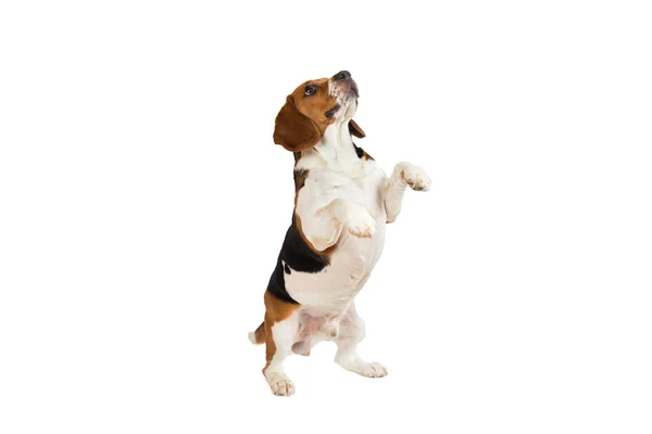 Beautiful Beagle dog on white background. Posing at studio — Stock Photo, Image