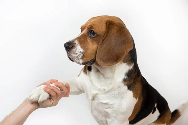 Cão engraçado bonito isolado em branco. Olhando de lado — Fotografia de Stock