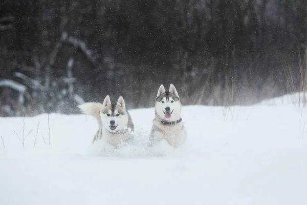 Sibirische Huskyhunde auf winterlichem Hintergrund. zwei erstaunliche Huskyhunde stehen im Schnee. — Stockfoto