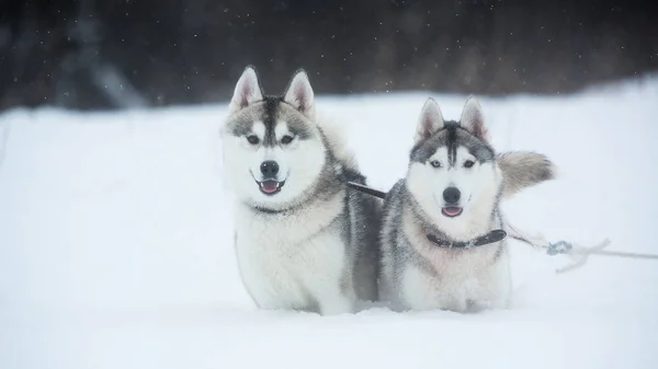 Syberyjskie psy Husky na tle zimy. Dwa niesamowite Husky psów stojących na śniegu. — Zdjęcie stockowe