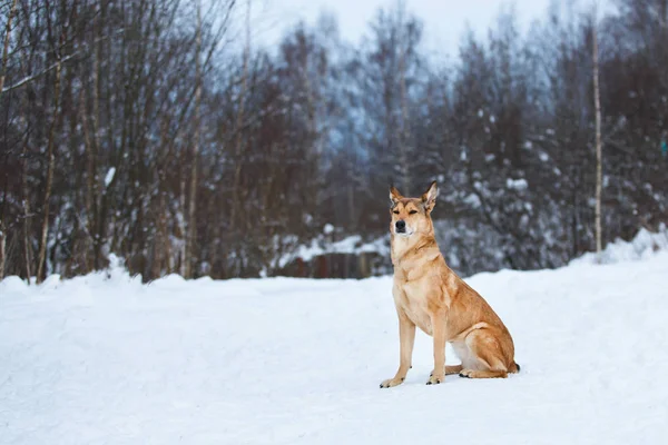 Sokakta yaşayan sokak köpeği. Karda Mongrel — Stok fotoğraf