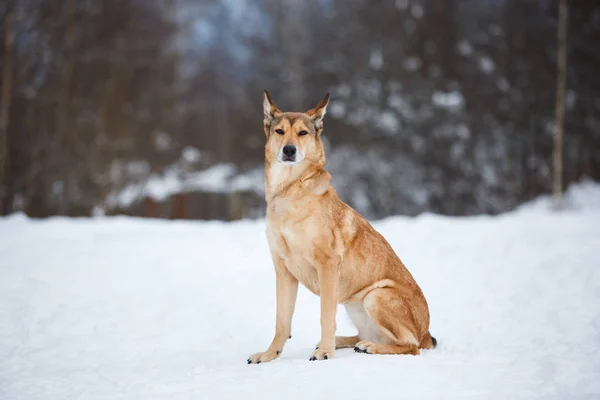 Straßenhund, der auf der Straße lebt. Mischling im Schnee — Stockfoto