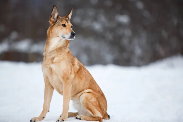 Straßenhund, der auf der Straße lebt. Mischling im Schnee — Stockfoto