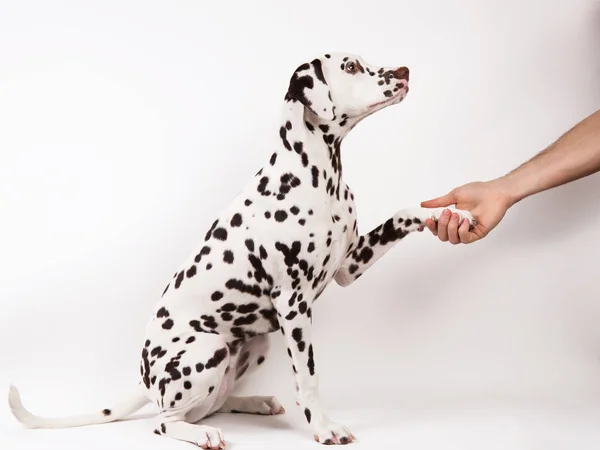Amizade e parceria entre homem e cão - isolado em branco — Fotografia de Stock