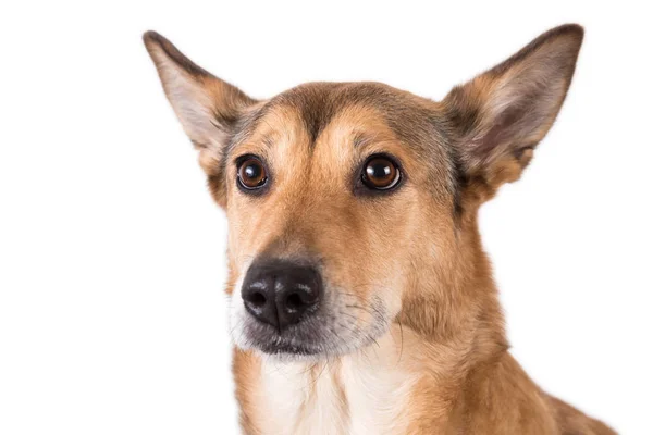 Perro de pelo rojo sentado, mirando a la cámara, aislado en blanco — Foto de Stock