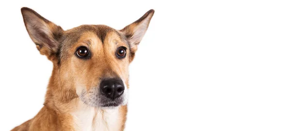 Perro de pelo rojo sentado, mirando a la cámara, aislado en blanco — Foto de Stock