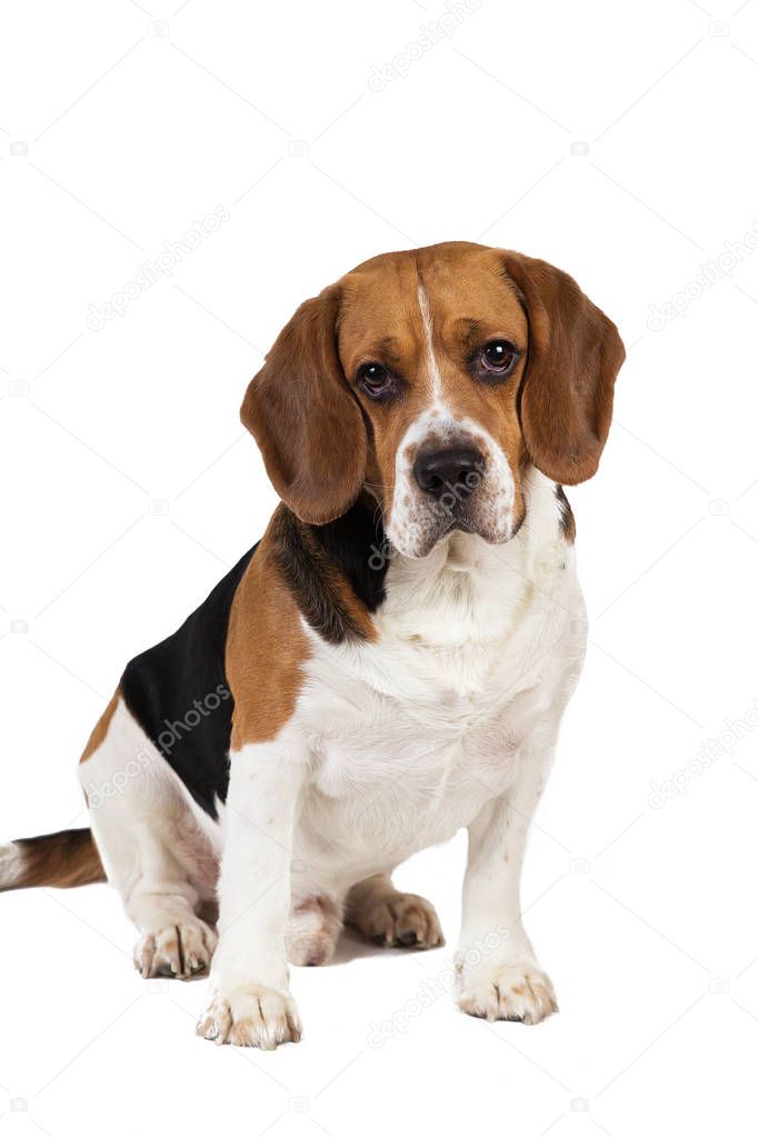 Portrait of a sitting dog isolated on whire