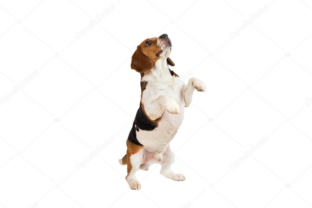 Beautiful Beagle dog on white background. Posing at studio