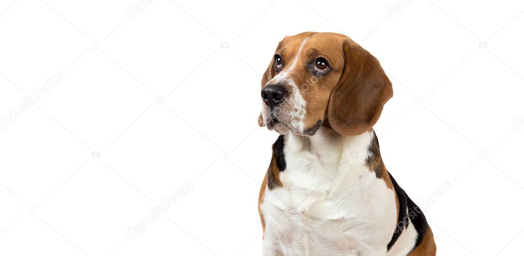 Beautiful Beagle dog on white background. Posing at studio