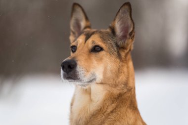 Sevimli karışık cins köpek bir parkta yürüyüş. Karda Mongrel