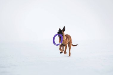 Kışın Belçika Çoban Köpeği. Kar geçmişi.