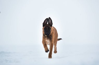 Kışın Belçika Çoban Köpeği. Kar geçmişi.