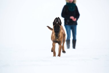 Kışın Belçika Çoban Köpeği. Kar geçmişi.