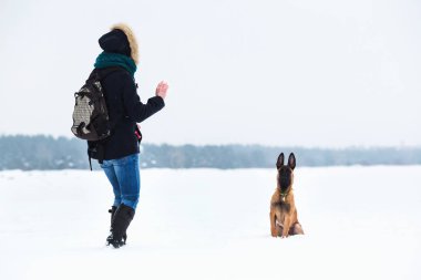 Kışın Belçika Çoban Köpeği. Kar geçmişi. Kış ormanı