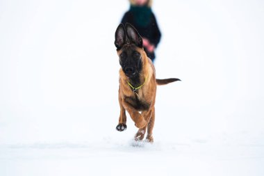 Kışın Belçika Çoban Köpeği. Kar geçmişi.