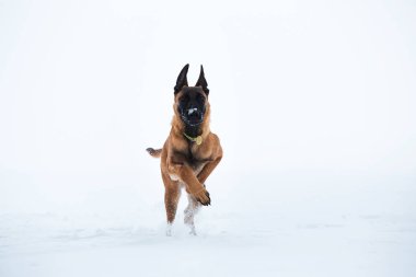 Kışın Belçika Çoban Köpeği. Kar geçmişi.