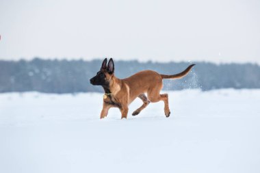 Kışın Belçika Çoban Köpeği. Kar geçmişi. Kış ormanı