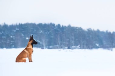 Kışın Belçika Çoban Köpeği. Kar geçmişi. Kış ormanı